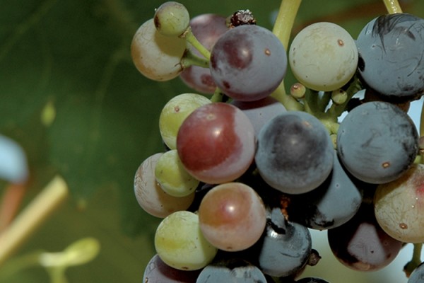 Red green and purple grapes