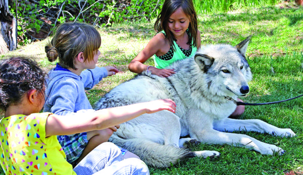 Children petting a gray wolf