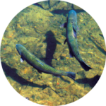 Fish Hatchery