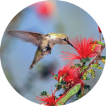 Hummingbird Society