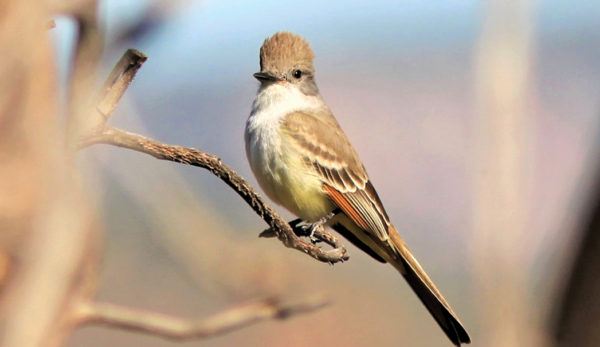 Birding Northern Arizona
