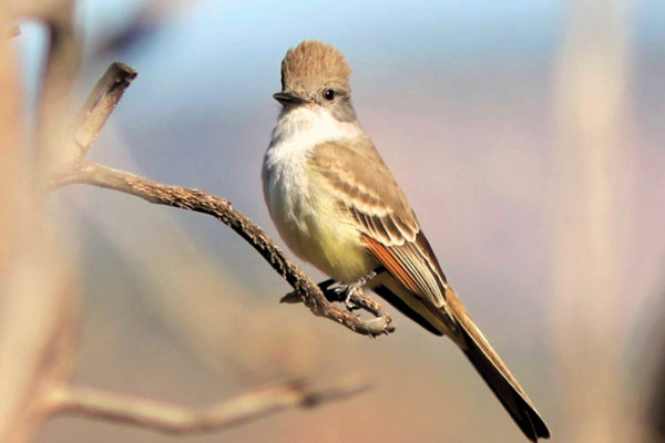 Birding Northern Arizona