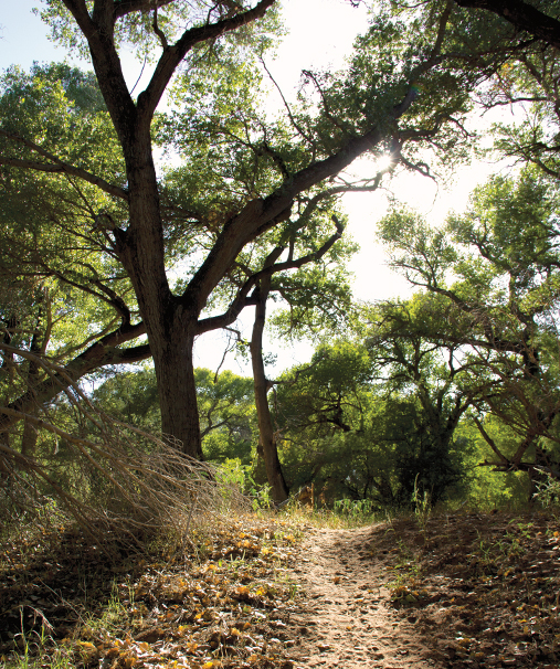 Jail Trail By Donavan Seschillie