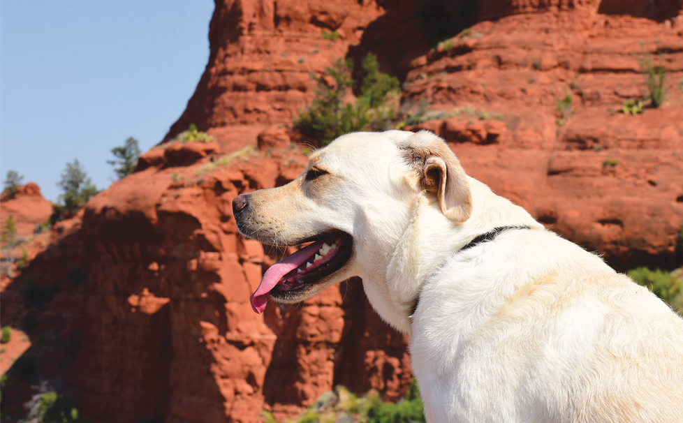 Pet-Friendly Sedona