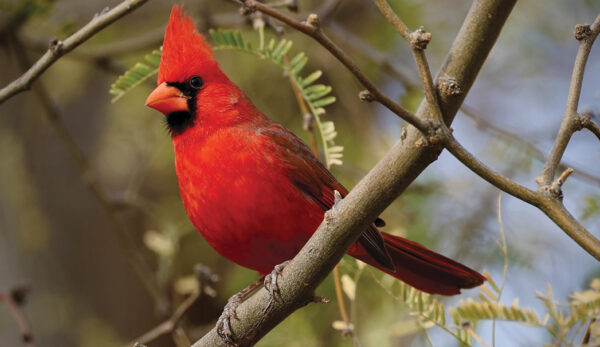 Bird's The Word