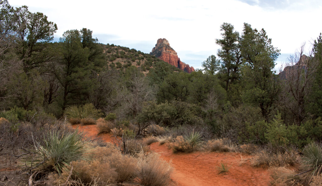 Long Canyon Trail by Donavan Seschillie