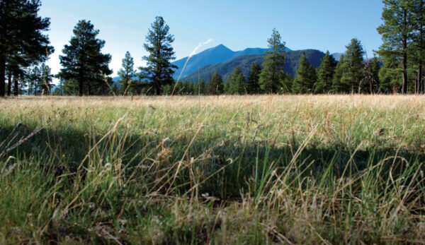 Buffalo Park By Donavan Seschillie