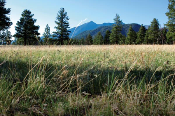 Buffalo Park By Donavan Seschillie