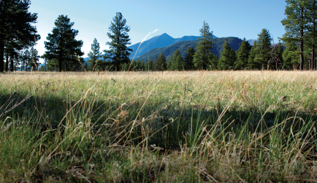 Buffalo Park By Donavan Seschillie