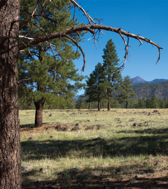 Buffalo Park By Donavan Seschillie