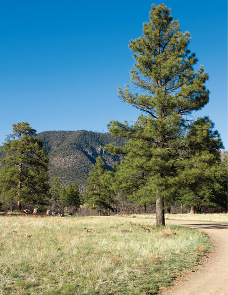 Buffalo Park By Donavan Seschillie