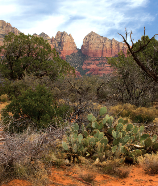 Teacup Trail by Donavan Seschillie
