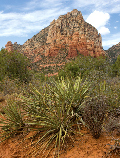Teacup Trail by Donavan Seschillie