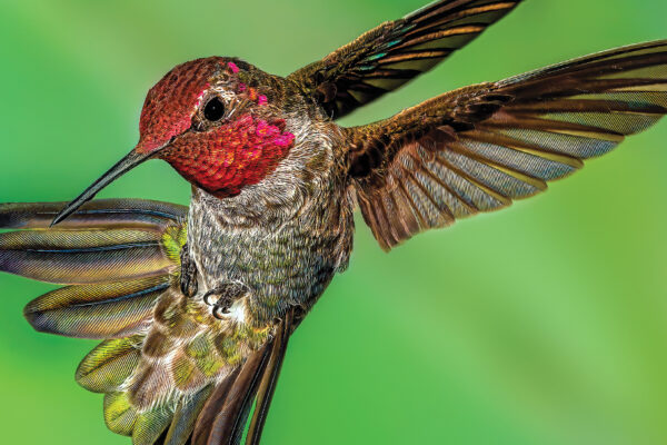Photography of Birds in AZ