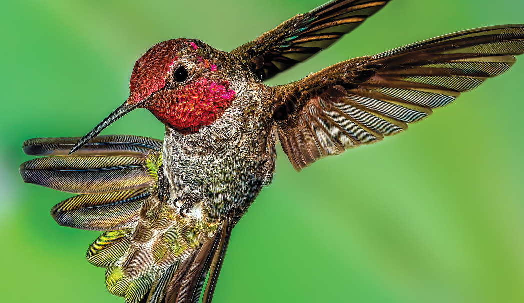 Photography of Birds in AZ