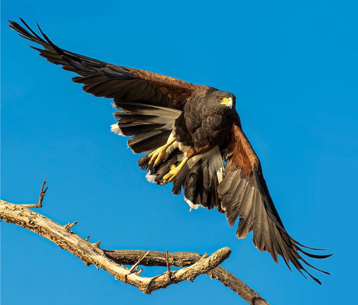 Photography of Birds in AZ