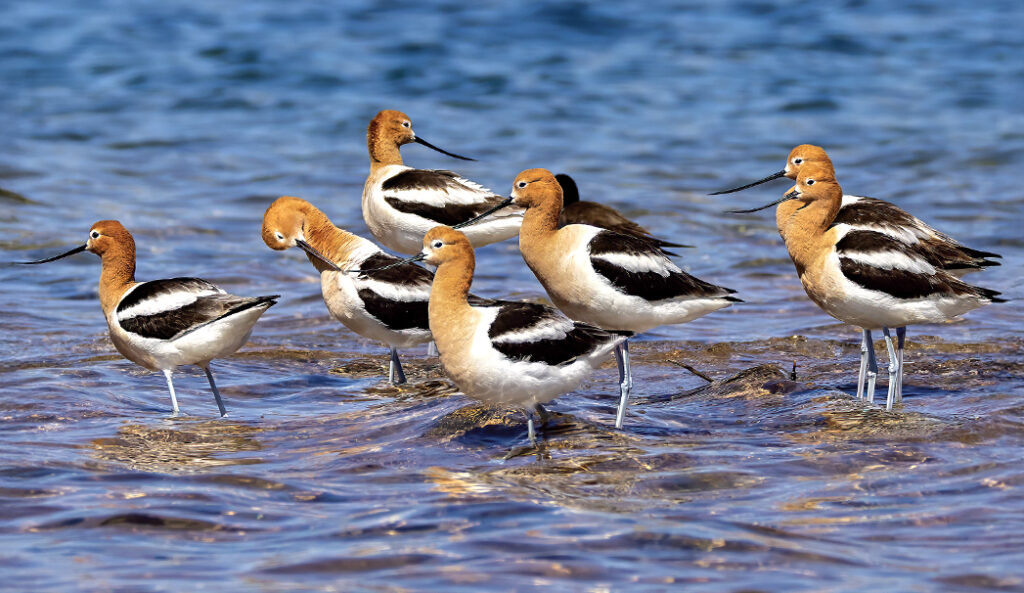 Photography of Birds in AZ