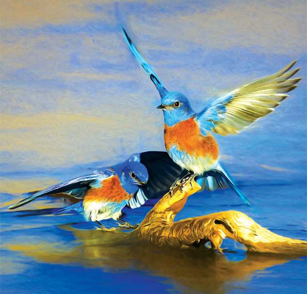 Photography of Birds in AZ