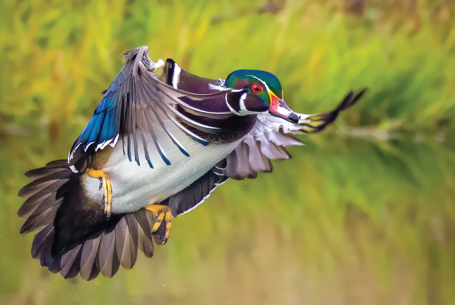 Photography of Birds in AZ