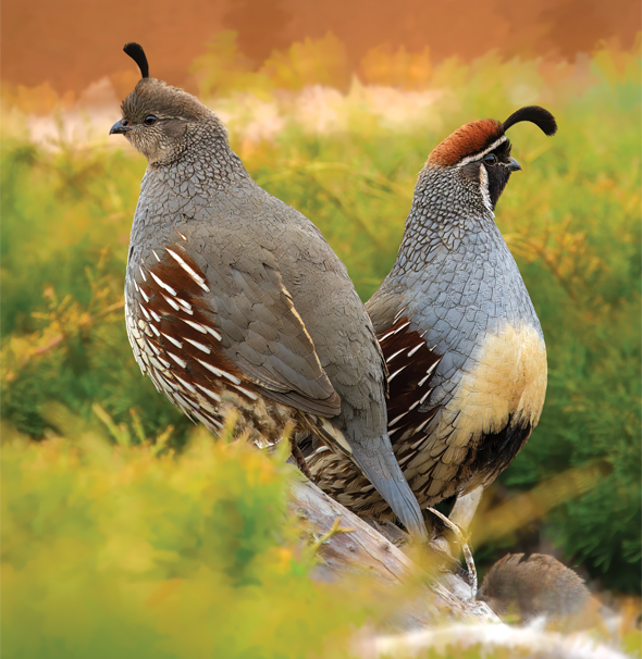 Photography of Birds in AZ