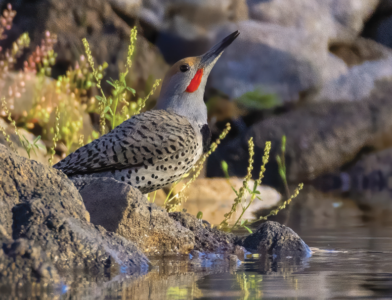 Photography of Birds in AZ