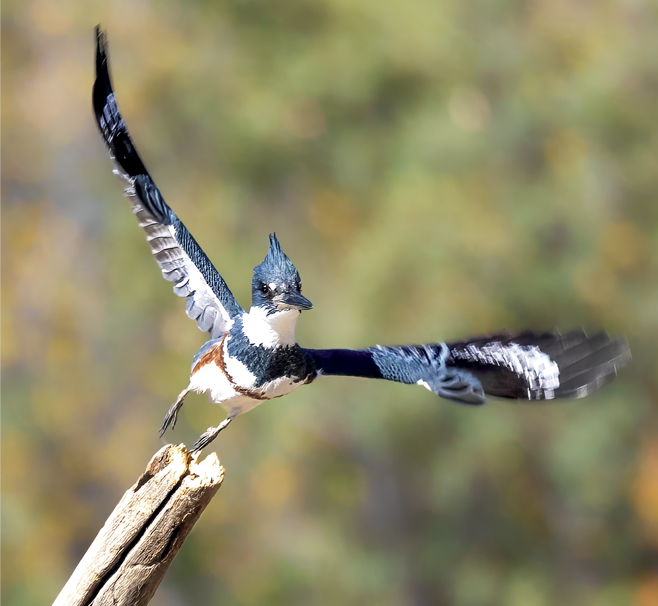 Photography of Birds in AZ