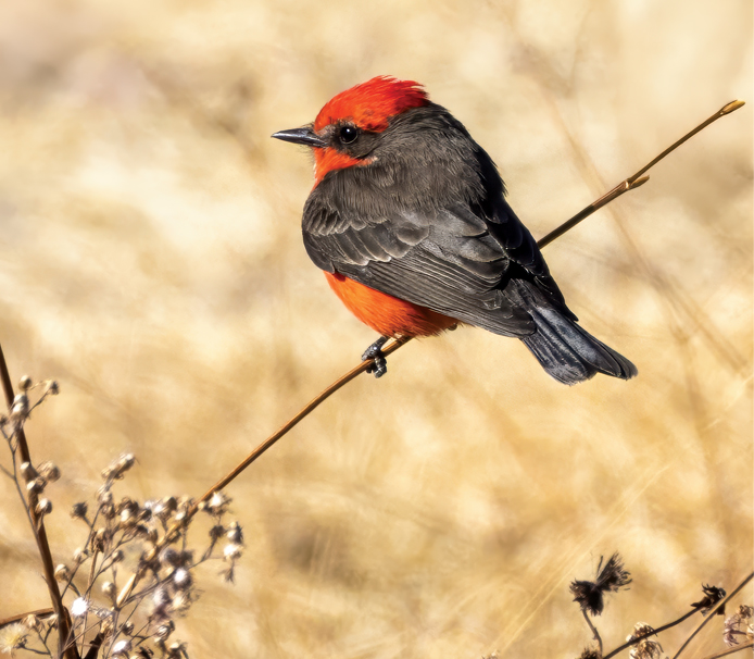 Photography of Birds in AZ