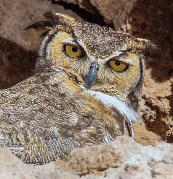 Photography of Birds in AZ