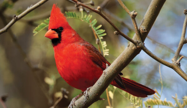 Verde Valley Birding & Nature Festival