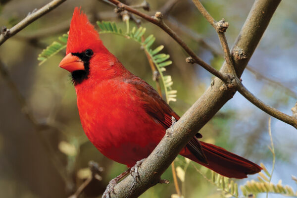 Verde Valley Birding & Nature Festival