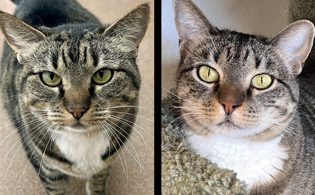Luna & Ember