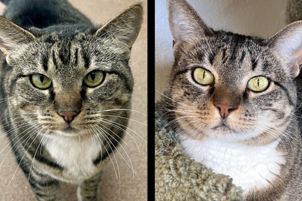 Luna & Ember
