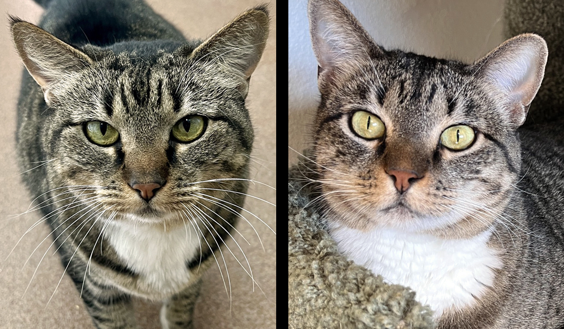 Luna & Ember