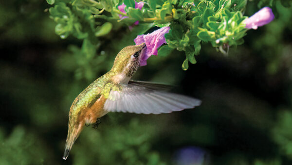 Sedona Hummingbird Festival
