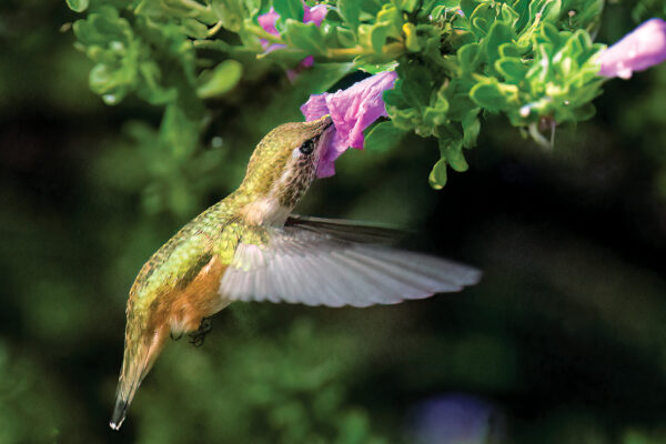 Sedona Hummingbird Festival