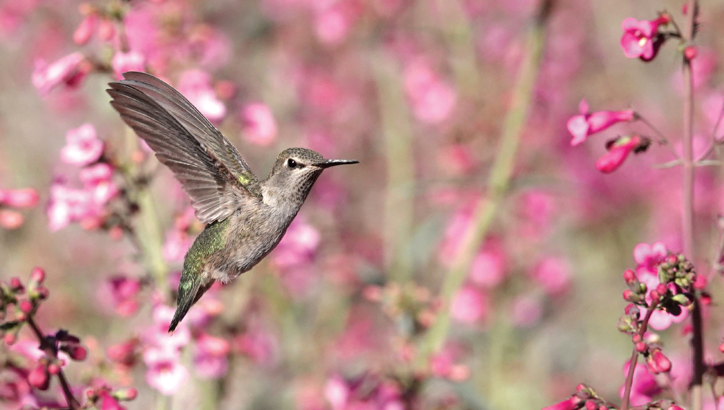 Sedona Hummingbird Festival