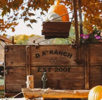 Pumpkins in the Vines
